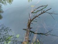 Grasiges Ufer und toter Baum im Floriansee